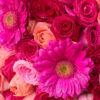Fuego rosa